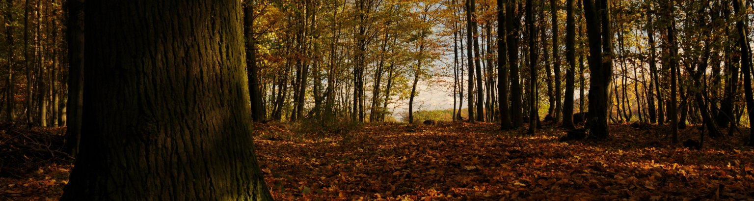 Wald in der Gemarkung Niedenstein