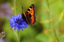 Schmetterling