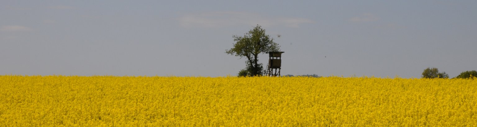 Niedenstein