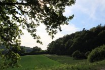 Niedenstein Wald