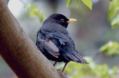 Amsel im Baum Amsel im Baum