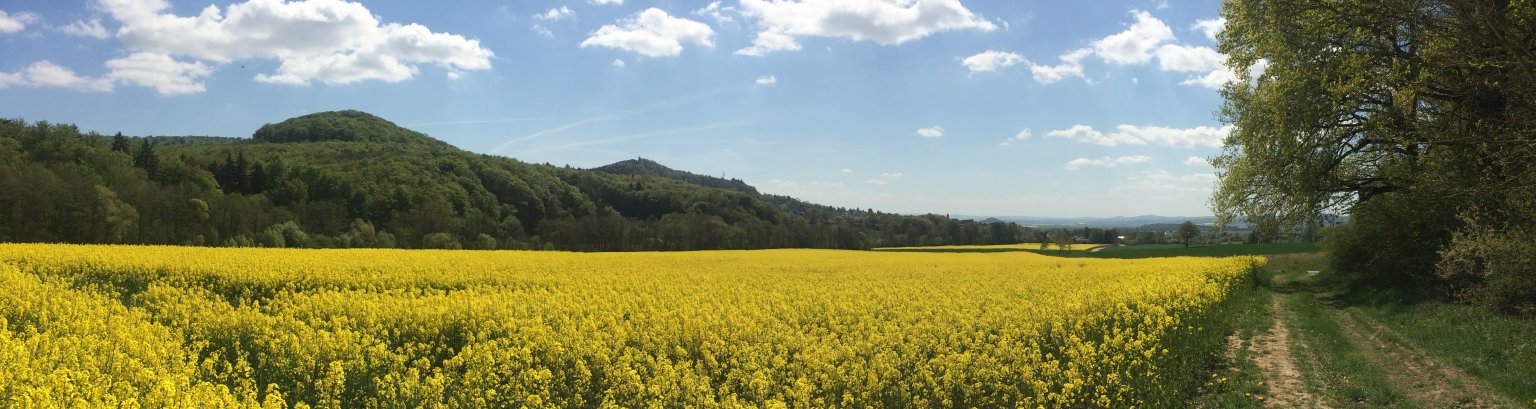 Auf dem Bild ist ein sehr gelbes Rapsfeld mit grünen Bäumen im Hintergr7nd zu sehen. Auf der ganz rechten seite ist ein Feldweg zu sehen mit grüner Wiese.