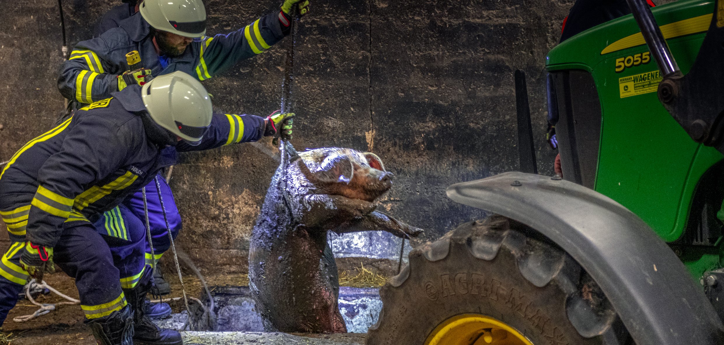 Ein gerettetes Schwein wird aus der Grube gezogen
