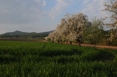 Obstbäume in Niedenstein