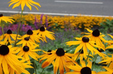 Blumen blühen in Metze