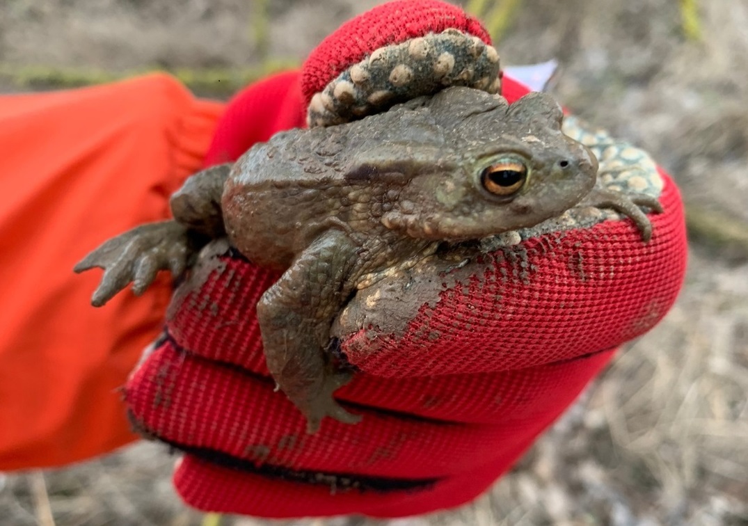 Kröte, die in einer Hand gehalten wird